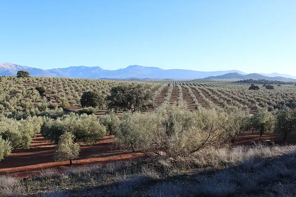 Olivar andaluz visto desde el aire