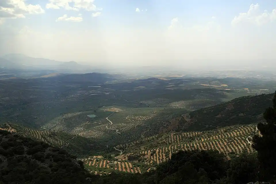 Aceitunas recién recolectadas en la provincia de Jaén