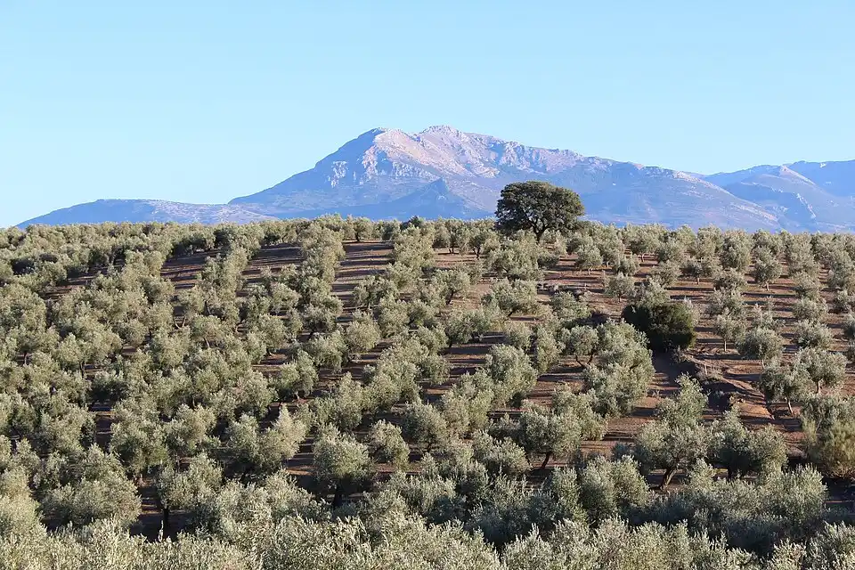 Parcela de olivar documentada tras un episodio meteorológico